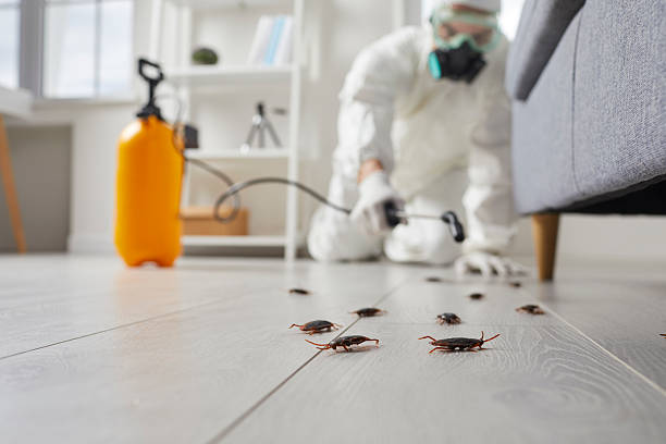 Commercial Kitchen Cockroach Control in Loris